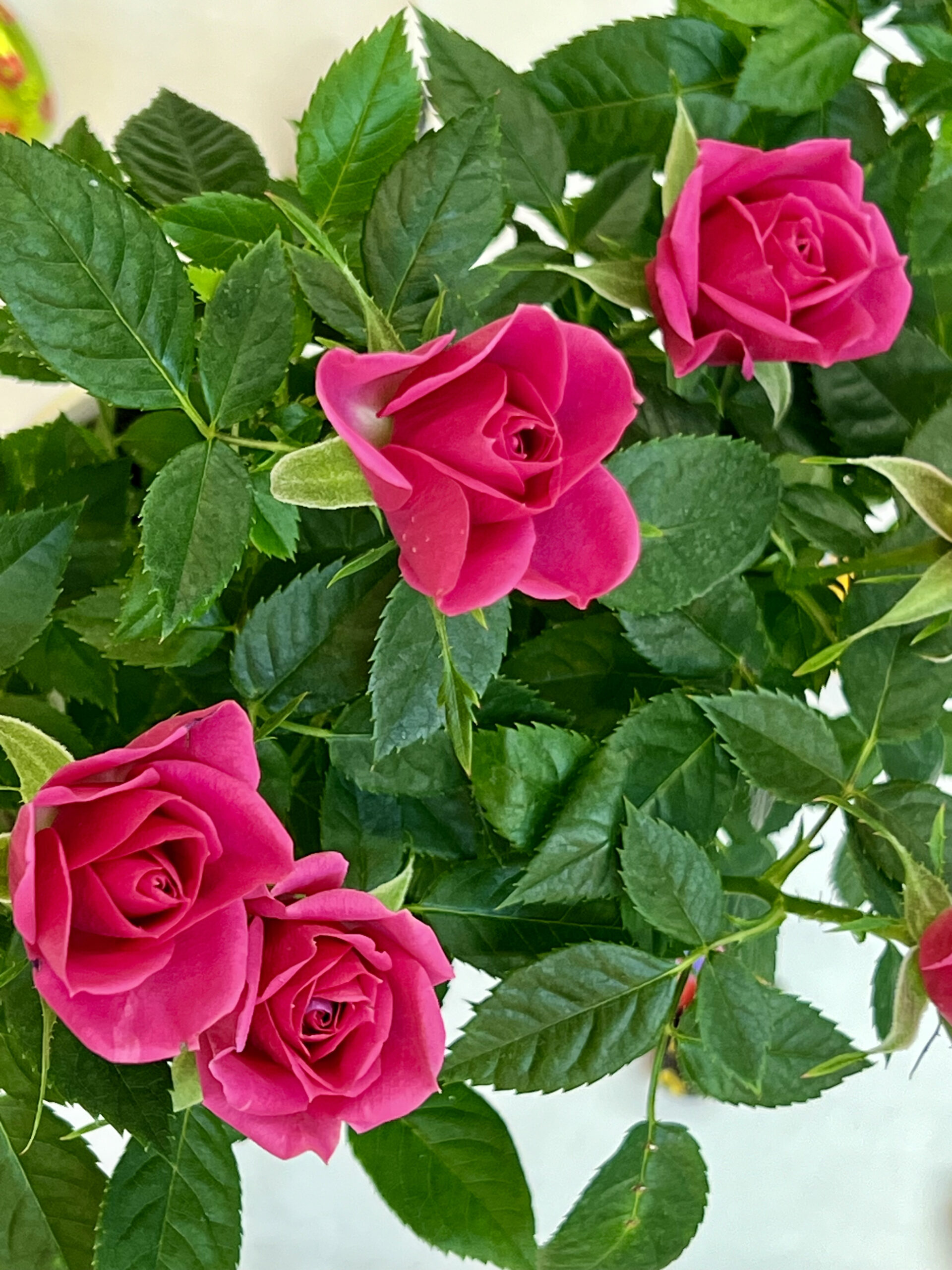 2024-04-03 18-42-22_Bild 0009